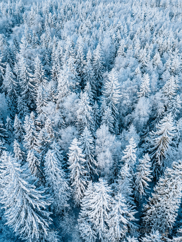 Frost covered trees